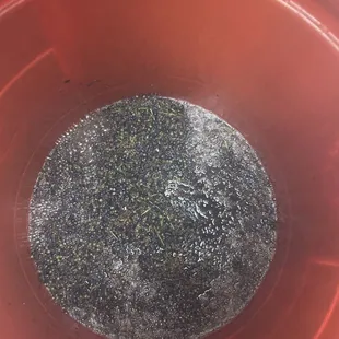 The grapes before the yeast.