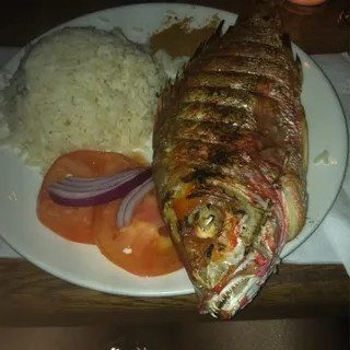 Red Snapper