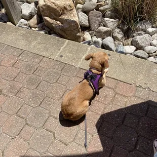 Dog approved!