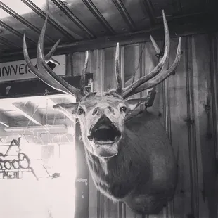 deer head mounted on a wall