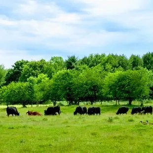 Beef cattle grazing on our Hebron Township farm.