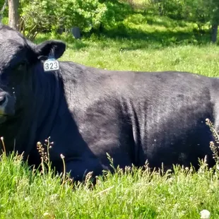 One of our herd sires.