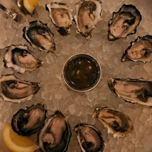 Oysters