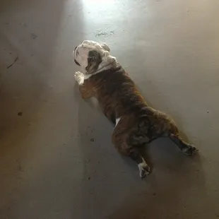 Buster, just relaxing on the floor... lol
