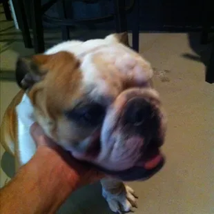 Friendly shop dog