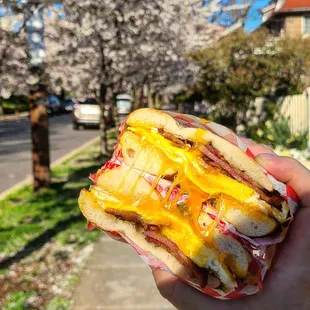Bacon egg n chz on a Bialy. with a pretty background of Tenleytown cherry blossoms
