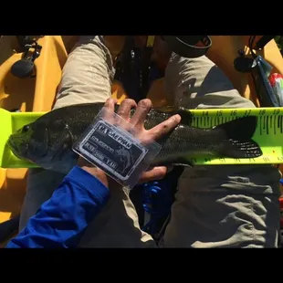 Slowly inching my way up the tourney bracket