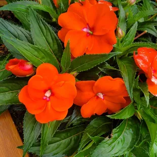 These are huge and they had tons of colors in this same flower