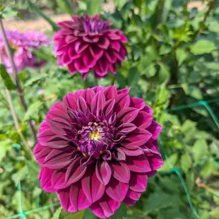 Dahlias in bloom late August.