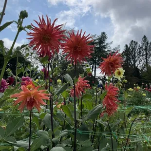 Dahlias