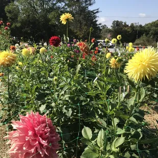 Dahlias in bloom (Aug-Oct)