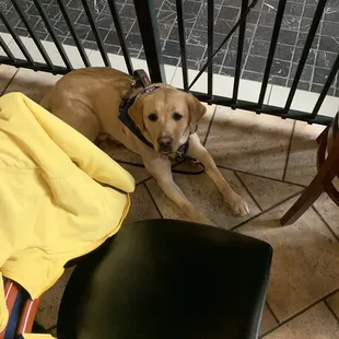 Very welcoming to our guiding eyes puppy in training.  Great food