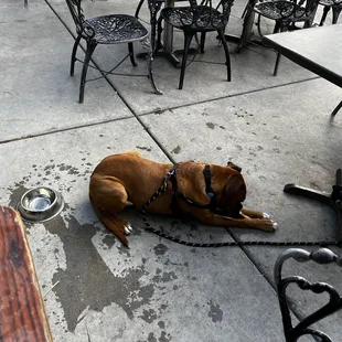 Give a dog a bone!