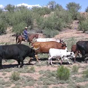 Rounding up the Cows