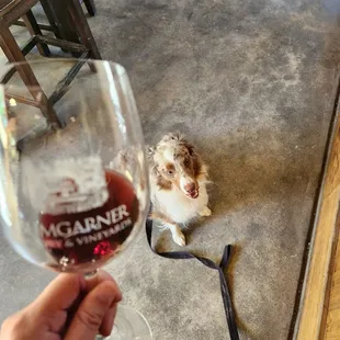 Dog friendly tasting room