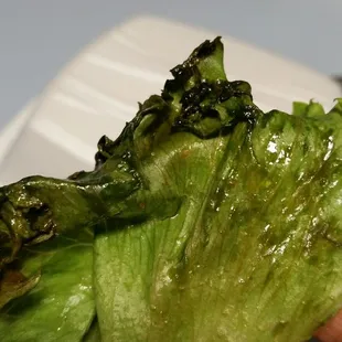a hand holding a piece of lettuce