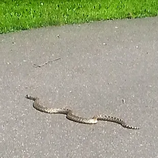Came across this BIG fella as I was biking the more remote paths....YIKES...  I yield to snakes