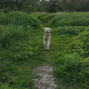 They also have a wonderful dog park!