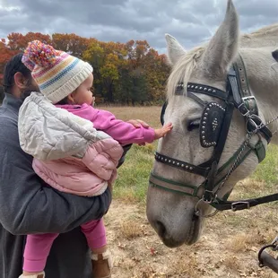 Petting one of the horses that pulled the trailer for the hay ride.