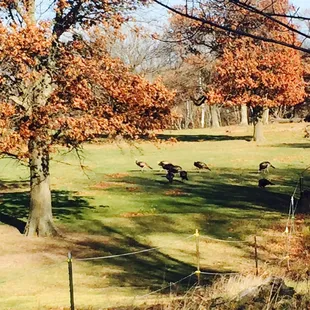 Wild turkeys