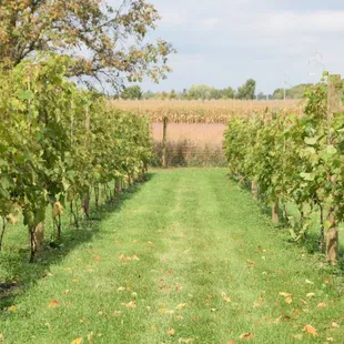 rows of grape plants in a field