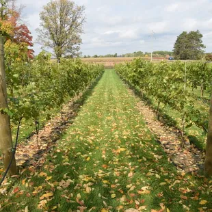 rows of grape vines in autumn