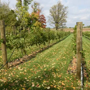 rows of grape plants in a vineyard