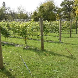 rows of grape vines in a vineyard