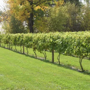 a row of grape vines
