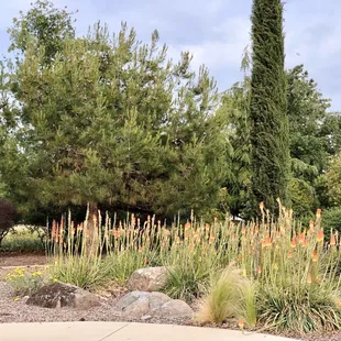 05/08/2020: Pretty flowers