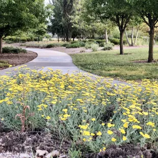 05/08/2020: Lots of flowers and greeneries