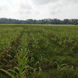 Miniature corn maze