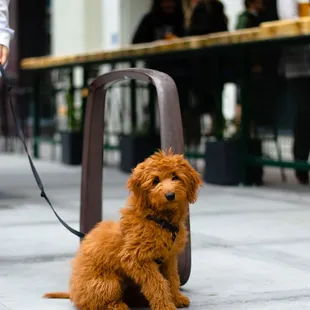 The Patio is dog friendly at Burgeon&apos;s Little Italy taproom and scratch kitchen