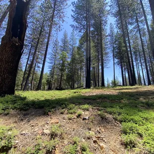 Hillside growing back after Caldor Fire.