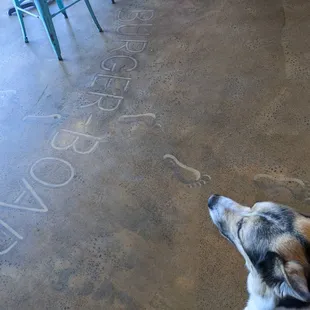 a dog looking up at a chalk message on the floor