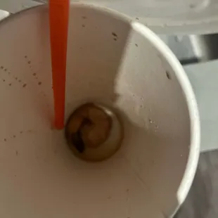 Shrimp in my cup