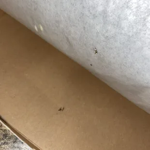 Dead small cockroach