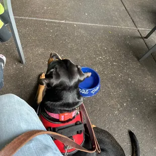 Service dog with her water bowl.