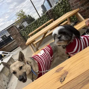 Patio is pet friendly