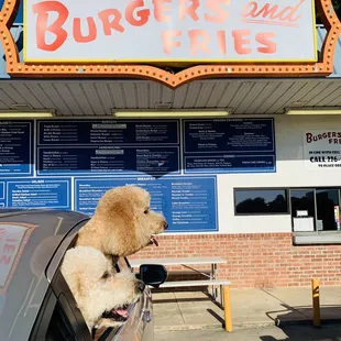 a poodle in a car