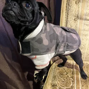 Size small camouflage Carthart dog jacket on a black Puggle.