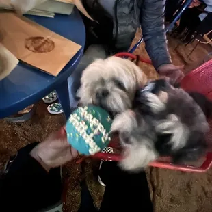 Celebrating Chuymanns 9th Birthday at Burly!