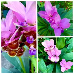 Flowers.