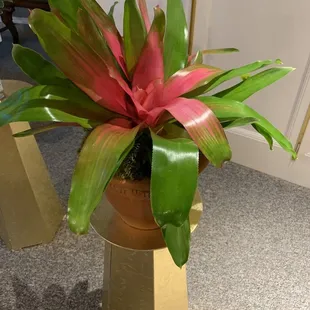 Plant not enemies close as to what I ordered