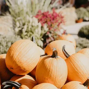 PUMPKINS AND PUMPKIN PATCHES
