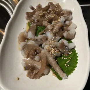 Live Octopus