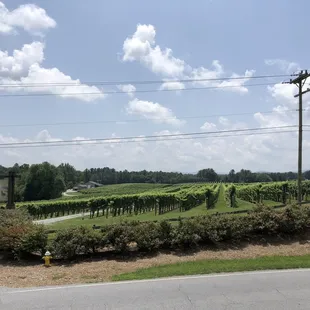 Acres of vineyards across the street