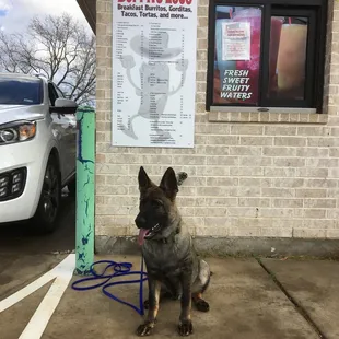 My doggie waiting patiently for daddy to get his food!
