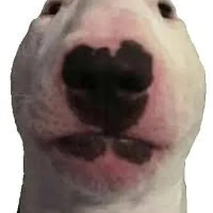 a close up of a dog's face