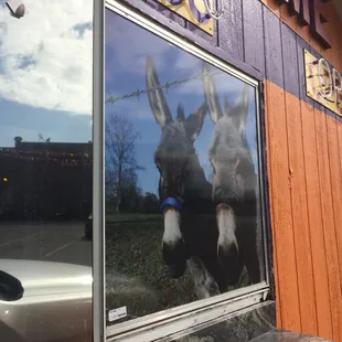 a donkey looking out the window